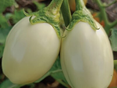 African EggPlant - DB3