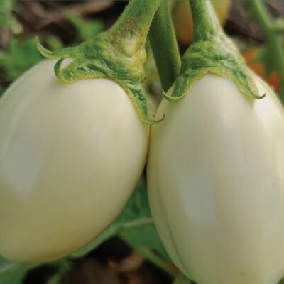 African EggPlant - DB3
