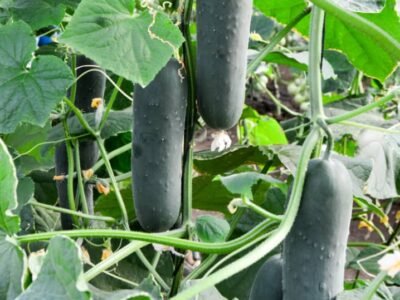 Cucumber