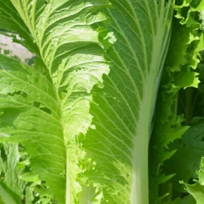 large dracaena marginata