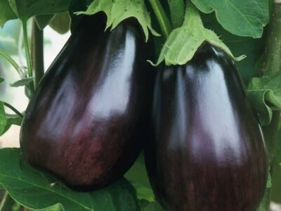 EggPlant
