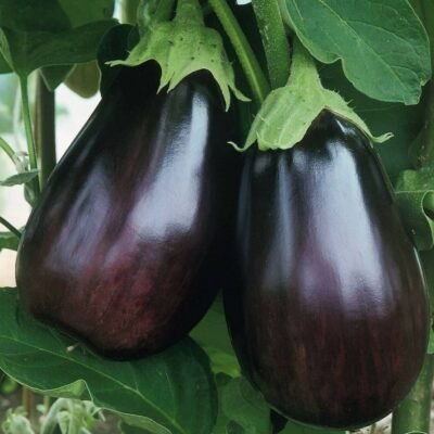 EggPlant