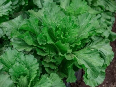 granat