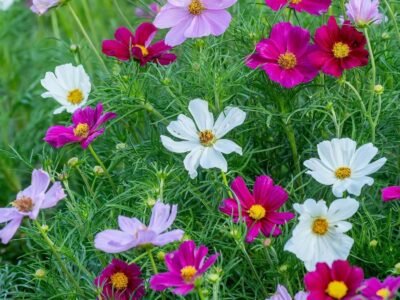 Cosmos Mix