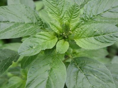 Amaranthus Grain