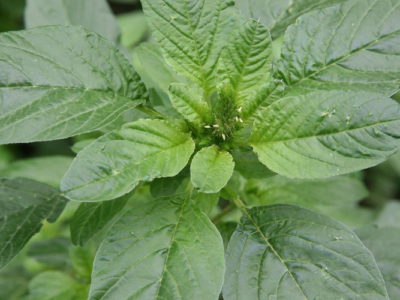 amaranthus grain