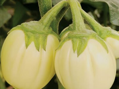 Tengeru White