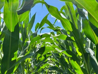 Field Crops
