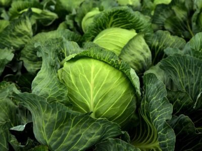 Cabbage