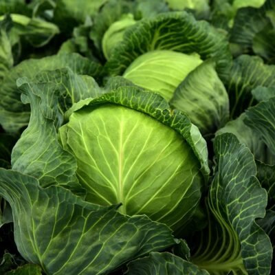 Cabbage