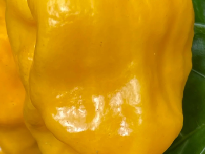 habanero yellow