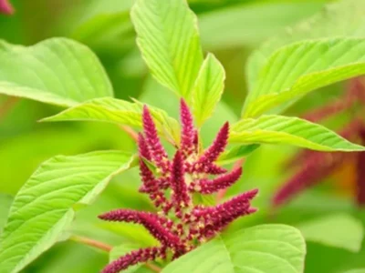 Indigenous Vegetables