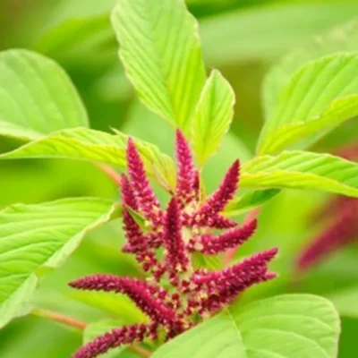 Indigenous Vegetables