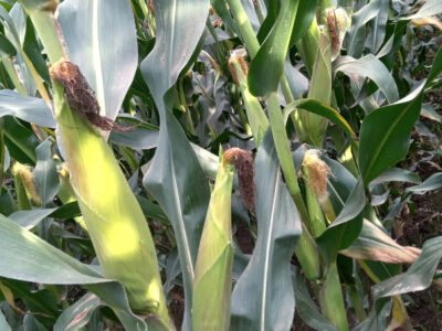 maize t 105
