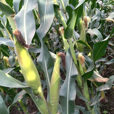maize t 105