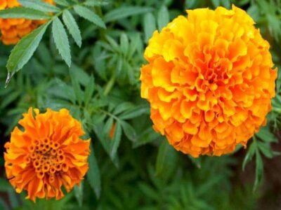 Marigold Mix