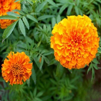 Marigold Mix