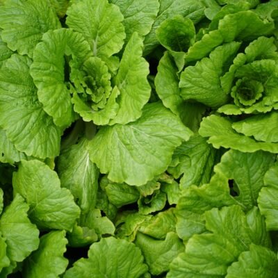 Chinese Cabbage