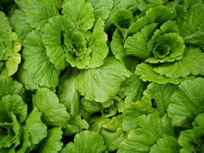 Chinese Cabbage
