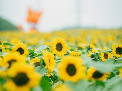 Flower Seeds