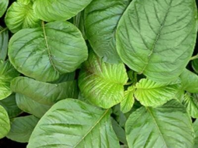 Black Amaranthus