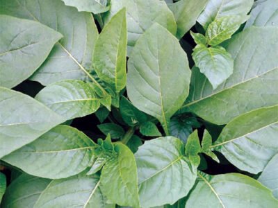 African Indigenous Vegetables