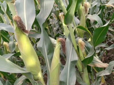 Maize T 105