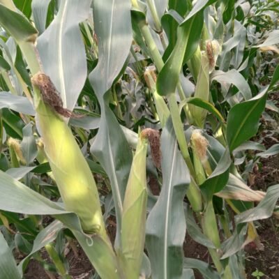 Maize T 105