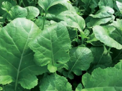 Kale