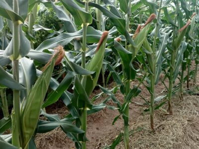 Maize Situka M1