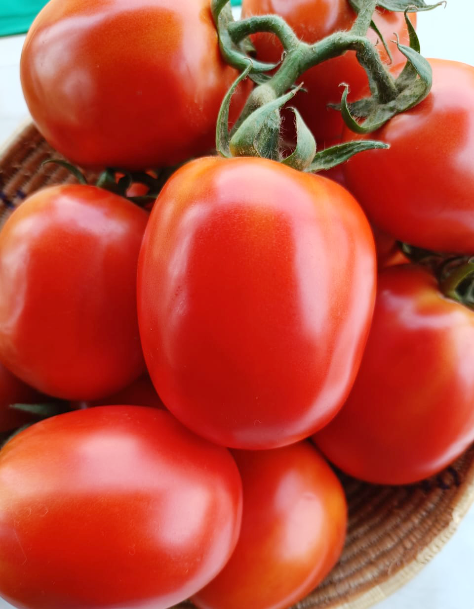 tomato