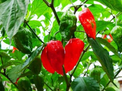 habanero red