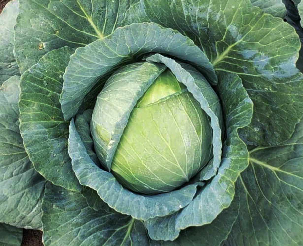 cabbage 2