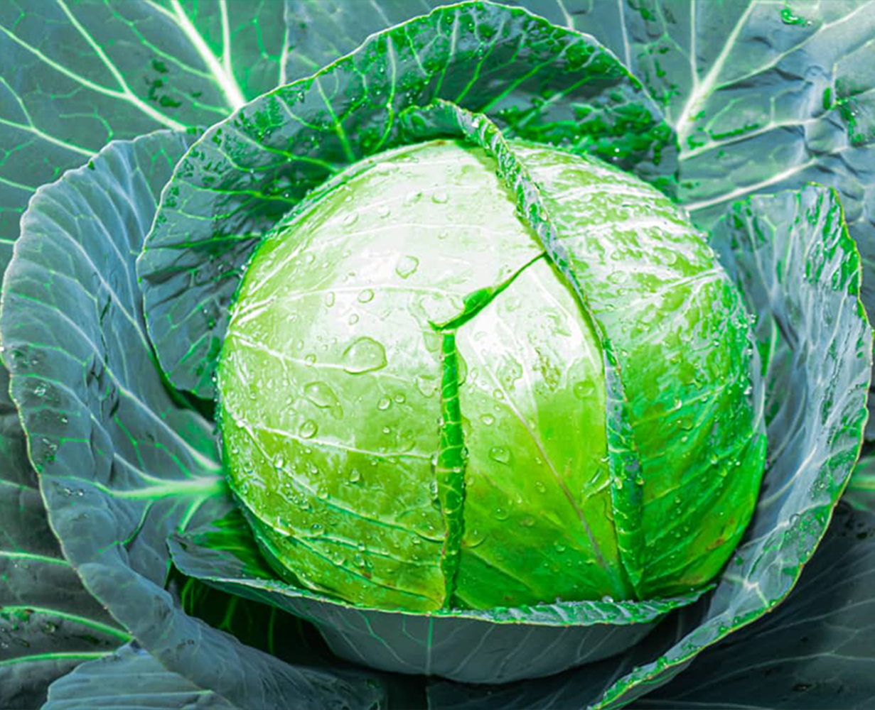 cabbage