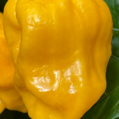 Habanero Yellow