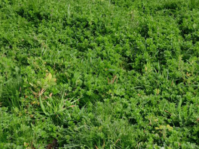 Forage