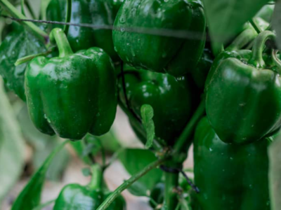 Yolo Wonder