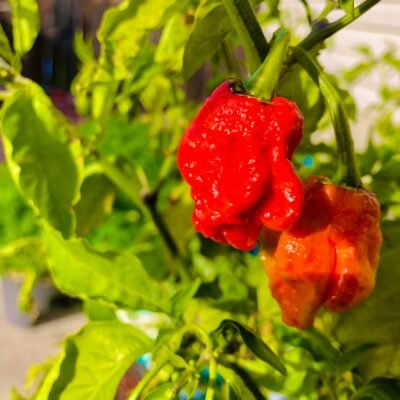 Hot Pepper
