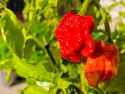 Hot Pepper