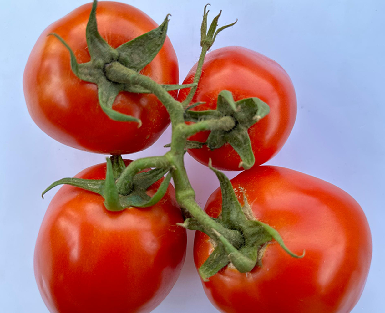 tomato