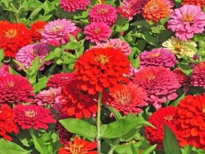 Zinnia Mix