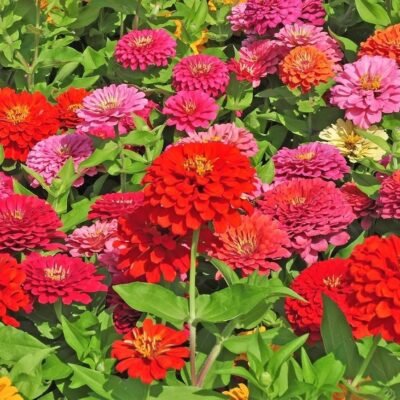 Zinnia Mix